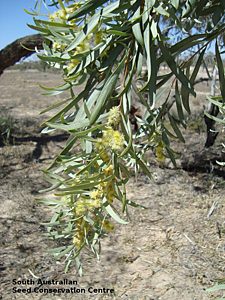 Acacia oswaldii Cooper Ck flowers 1